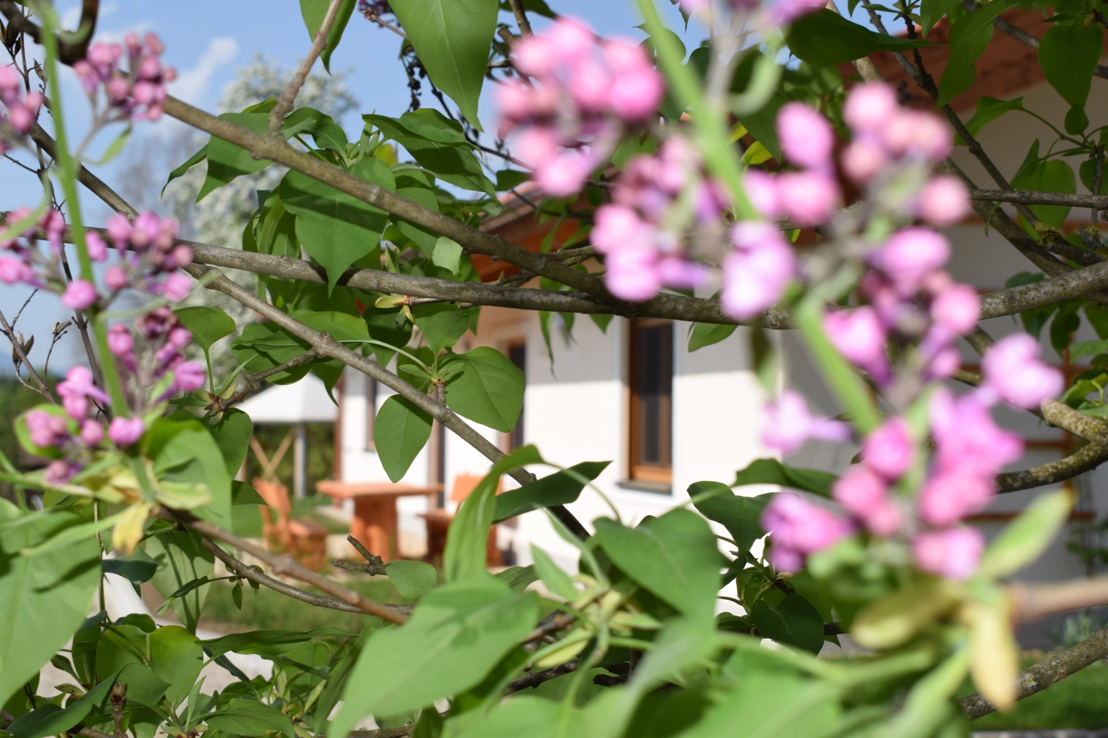 Blumen, blick auf Haus