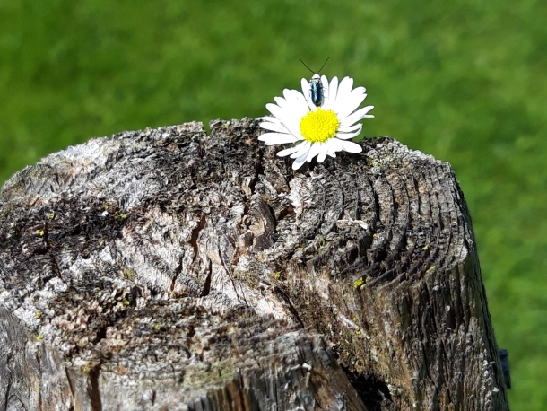 Gänseblümchen
