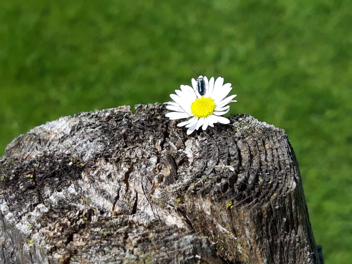 Gänseblümchen